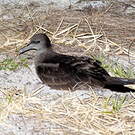 Puffin fouquet
