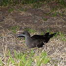 Puffin fouquet