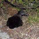 Puffin fouquet