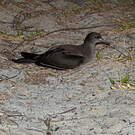 Puffin fouquet