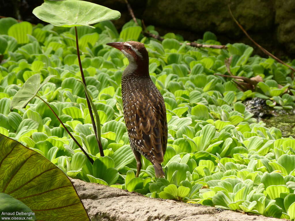 Râle tiklinadulte, habitat