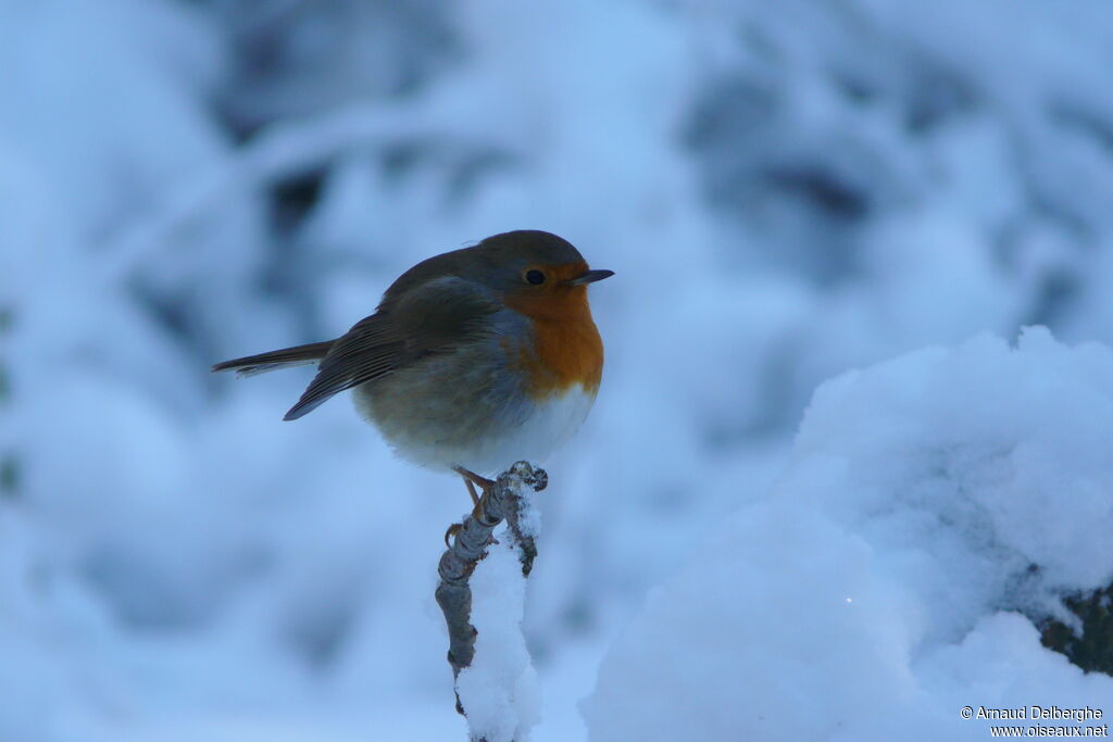 European Robin