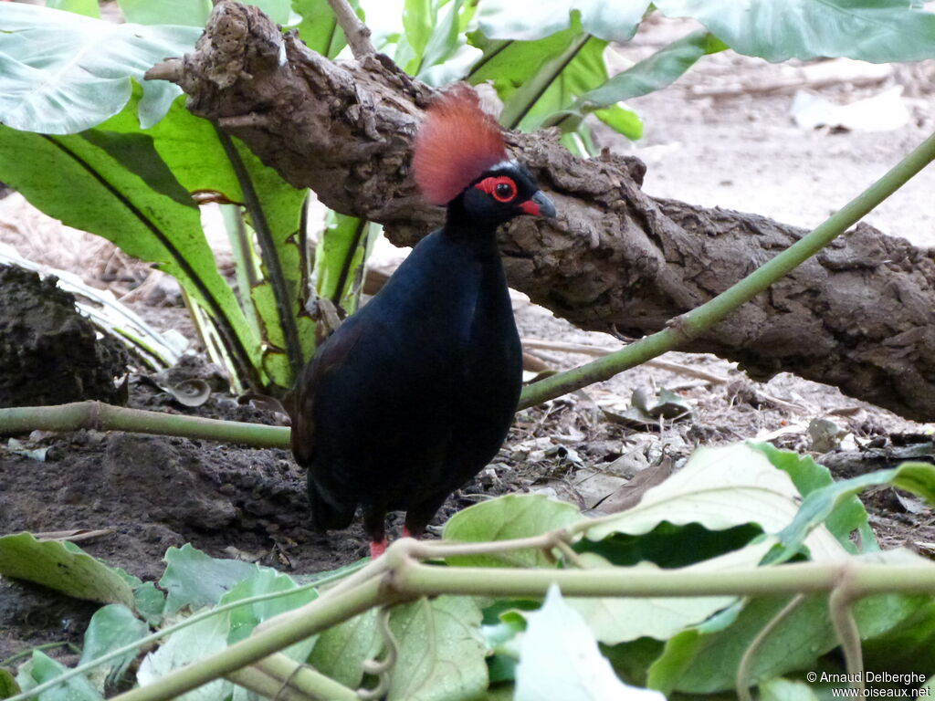 Crested Partridge male