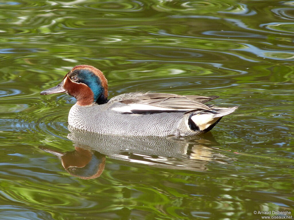 Eurasian Teal