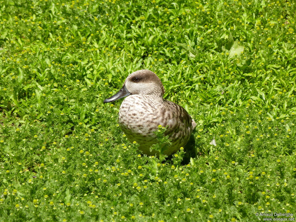 Marbled Duck