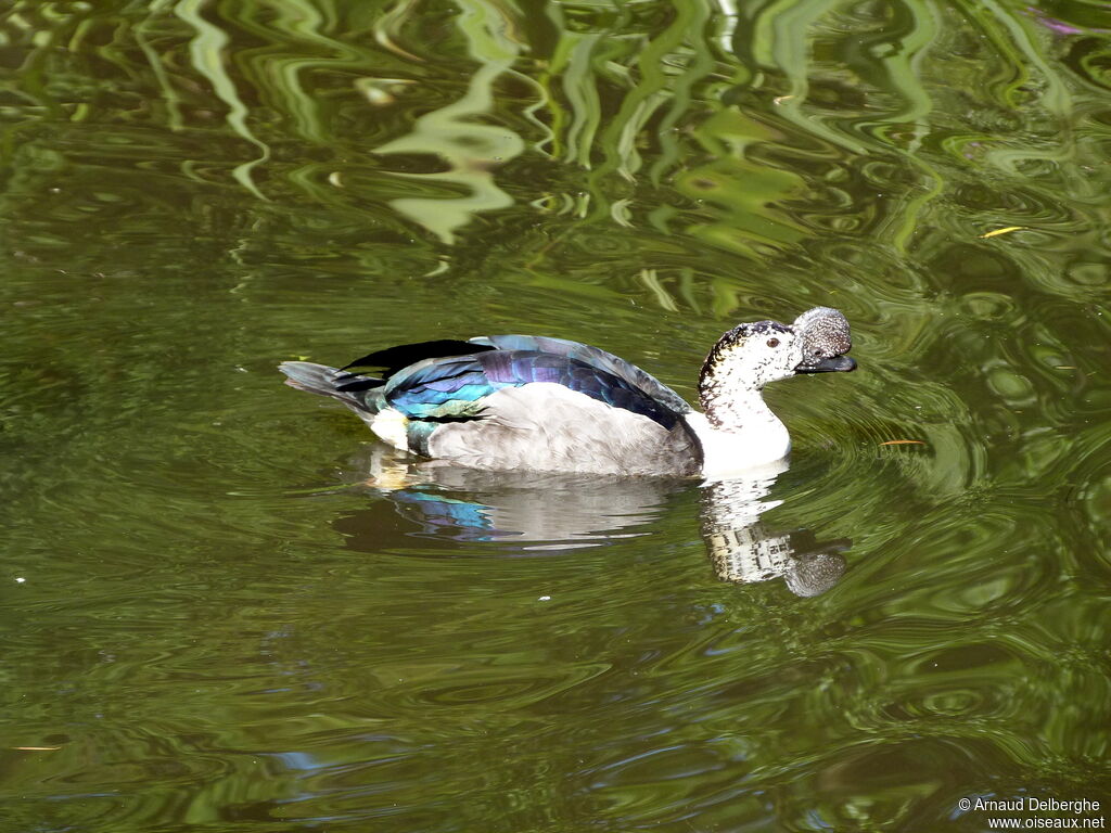Sarcidiorne sylvicole mâle