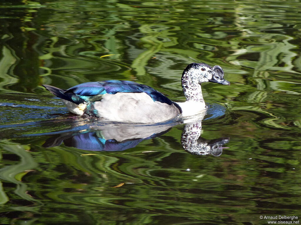 Comb Duck male