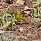 Serin d'Abyssinie