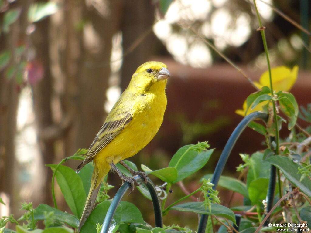 Serin de Sainte-Hélène