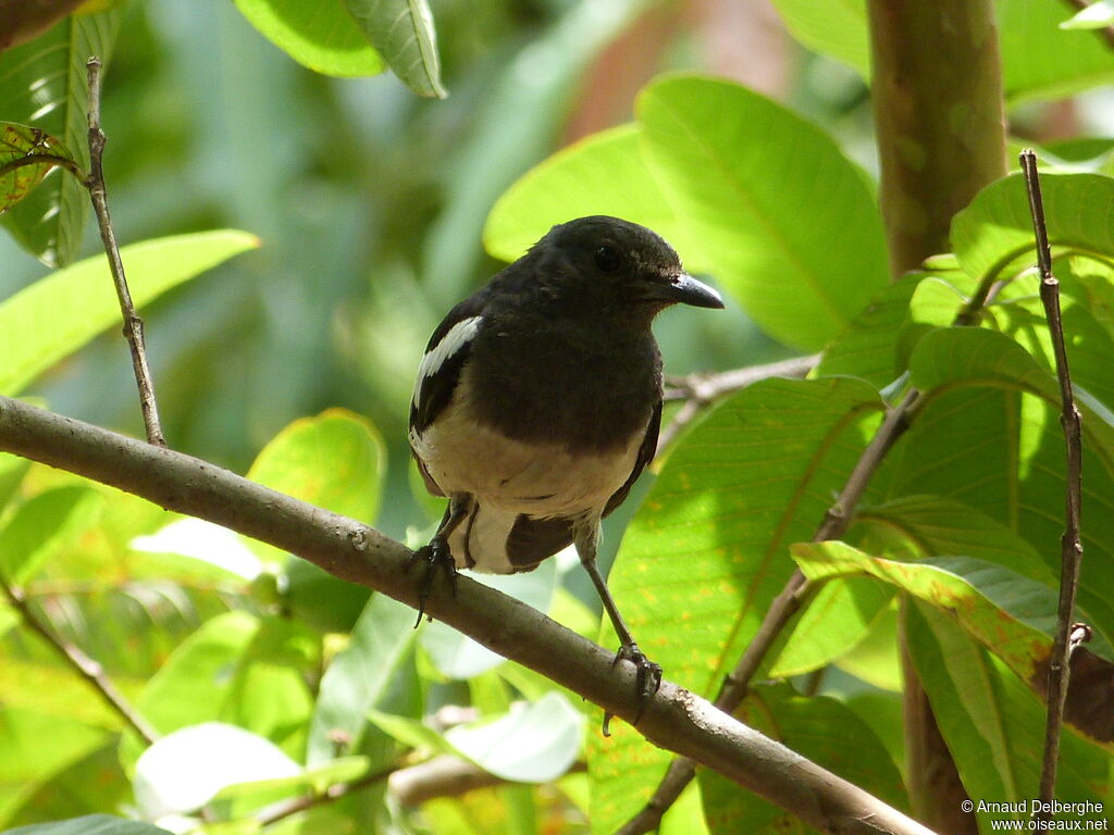 Oriental Magpie-Robin female