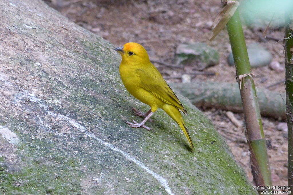 Saffron Finch