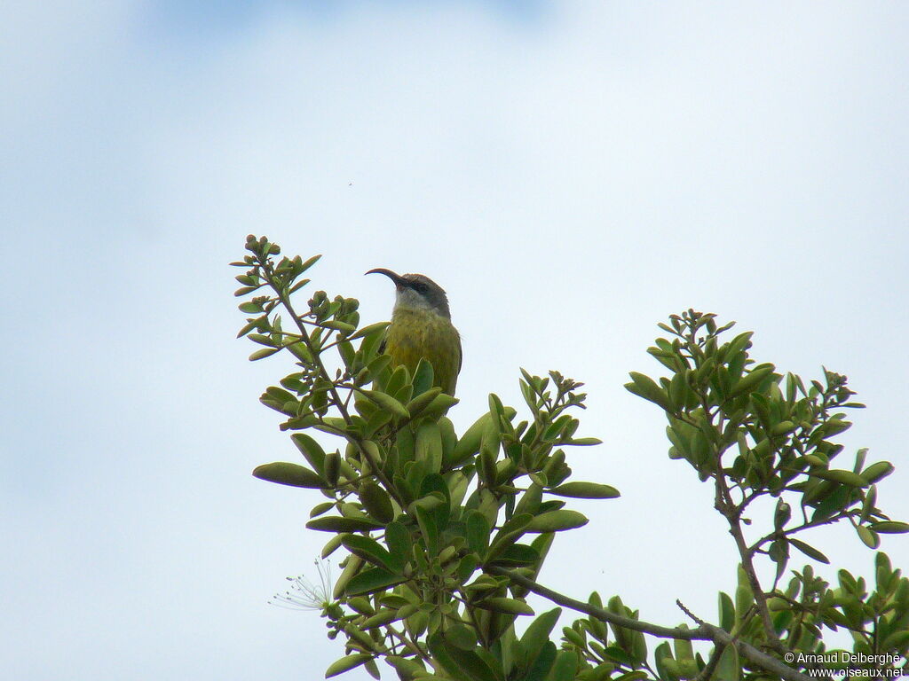 Bronze Sunbird female