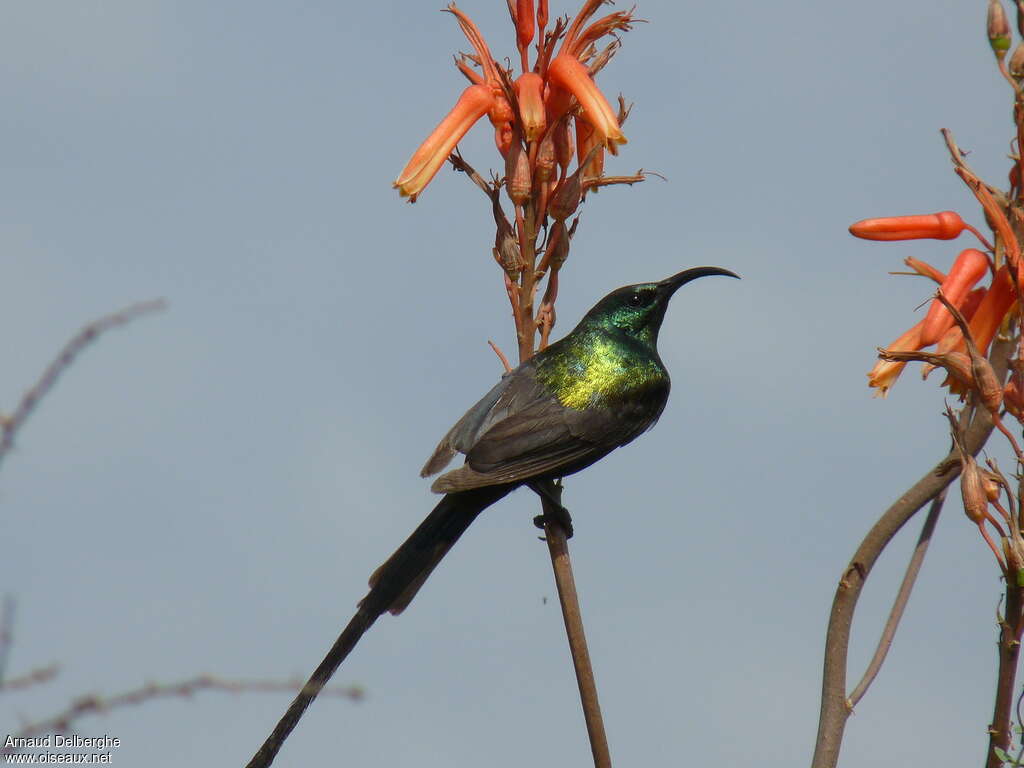 Bronze Sunbird male adult, pigmentation