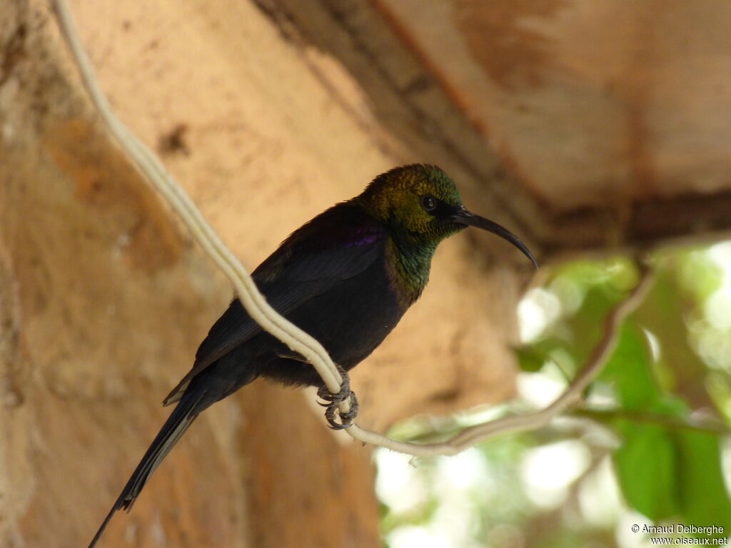 Tacazze Sunbird