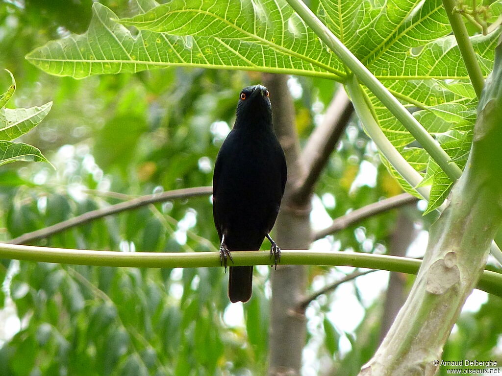 Striated Starling