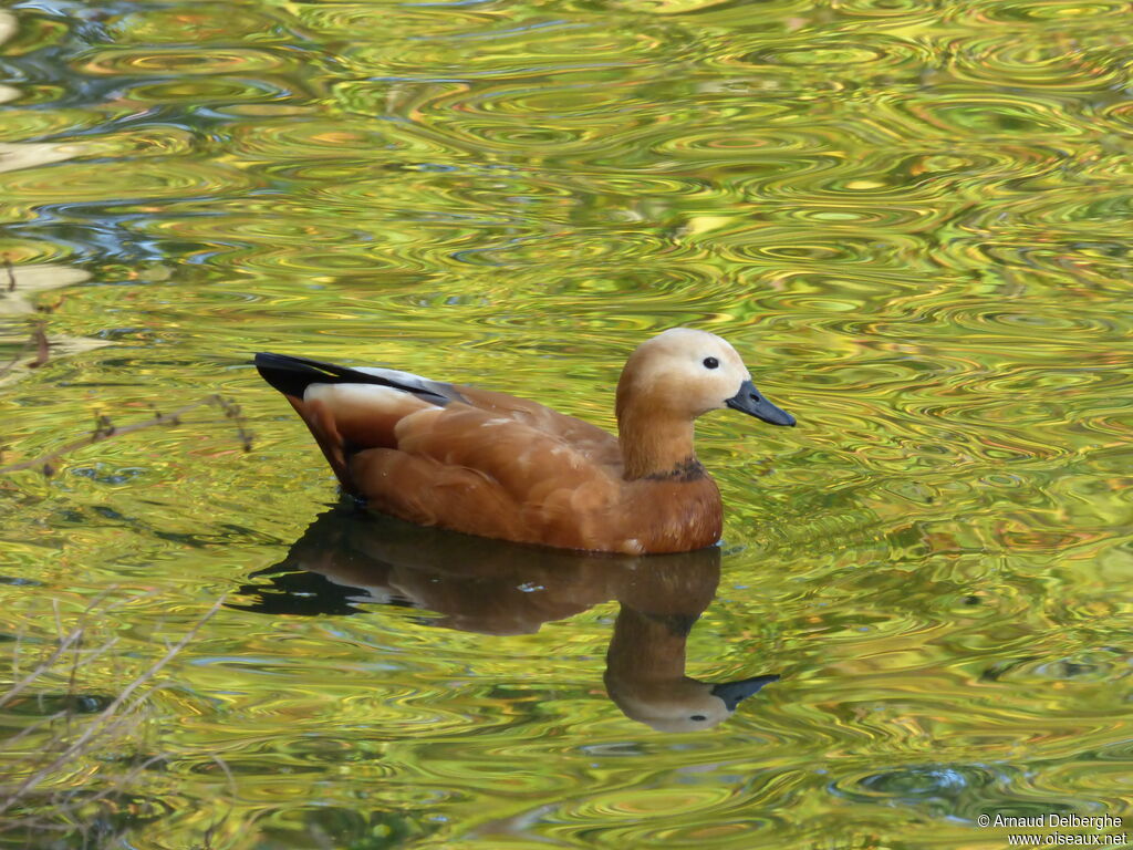 Ruddy Shelduck