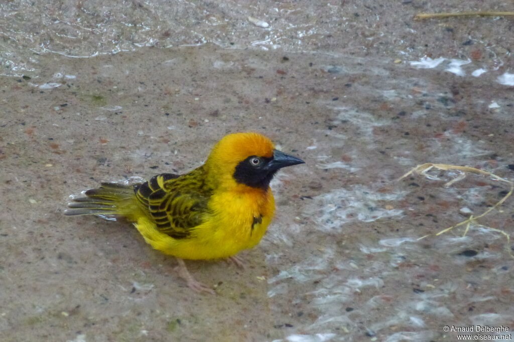 Speke's Weaver