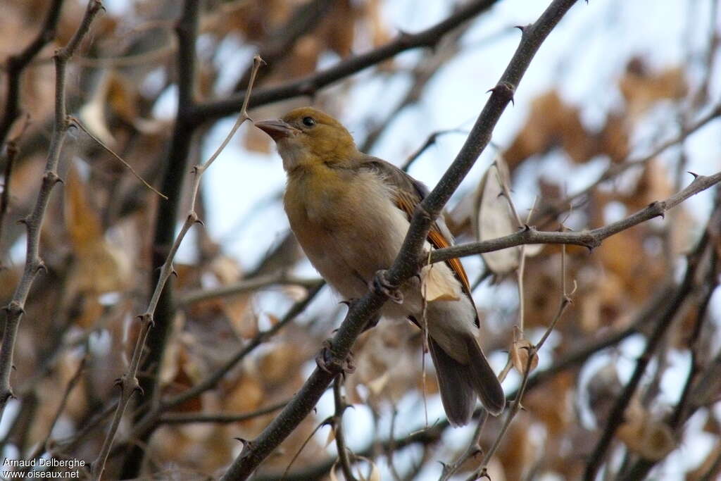 Red-headed WeaverFirst year, identification