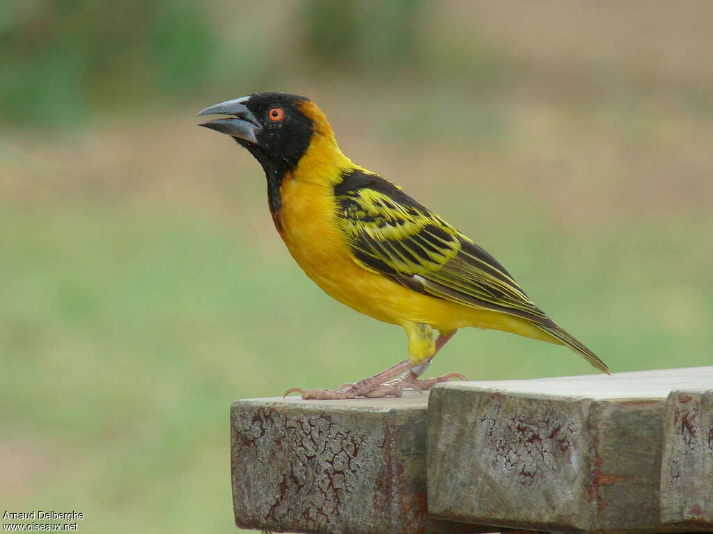 Village Weaver male adult breeding, identification