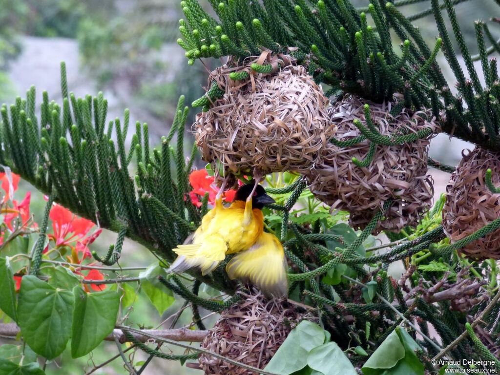 Village Weaver