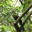 Touraco vert