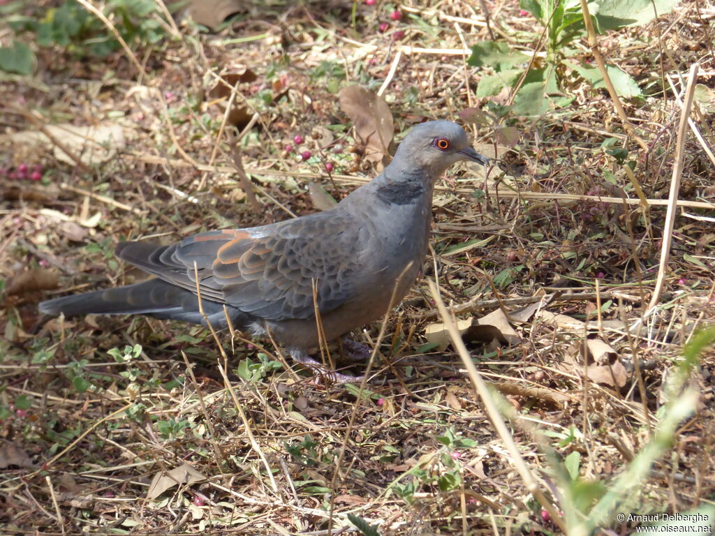 Dusky Turtle Dove