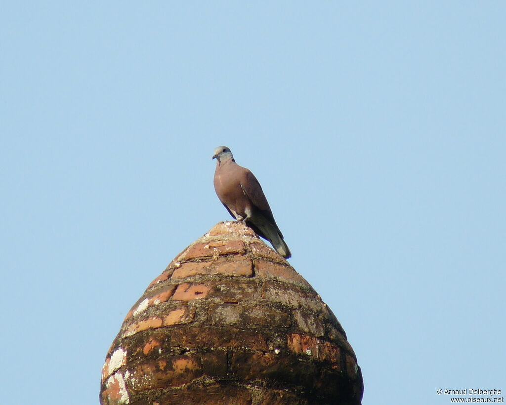 Red Collared Dove