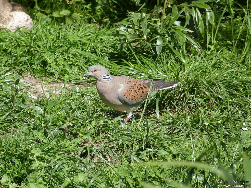 European Turtle Dove