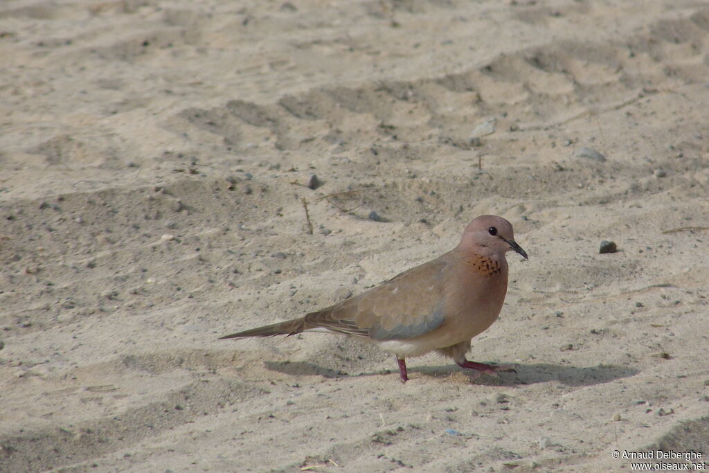 Laughing Dove