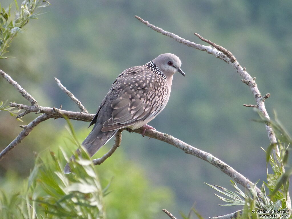 Spotted Dove