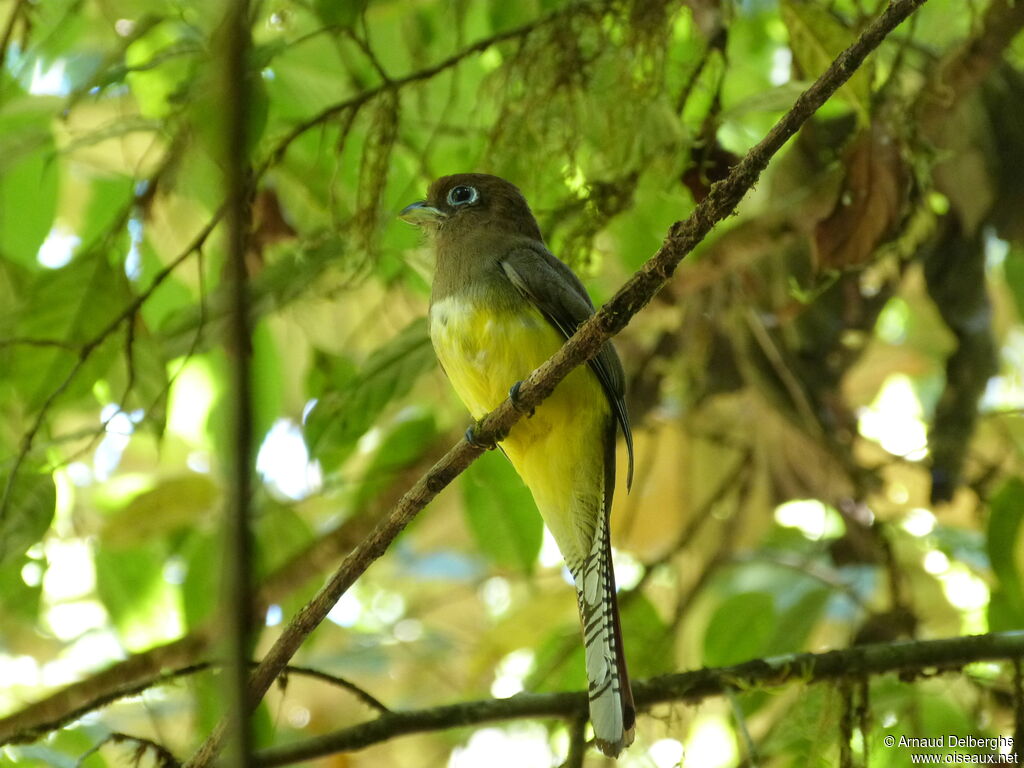 Amazonian Black-throated Trogon female