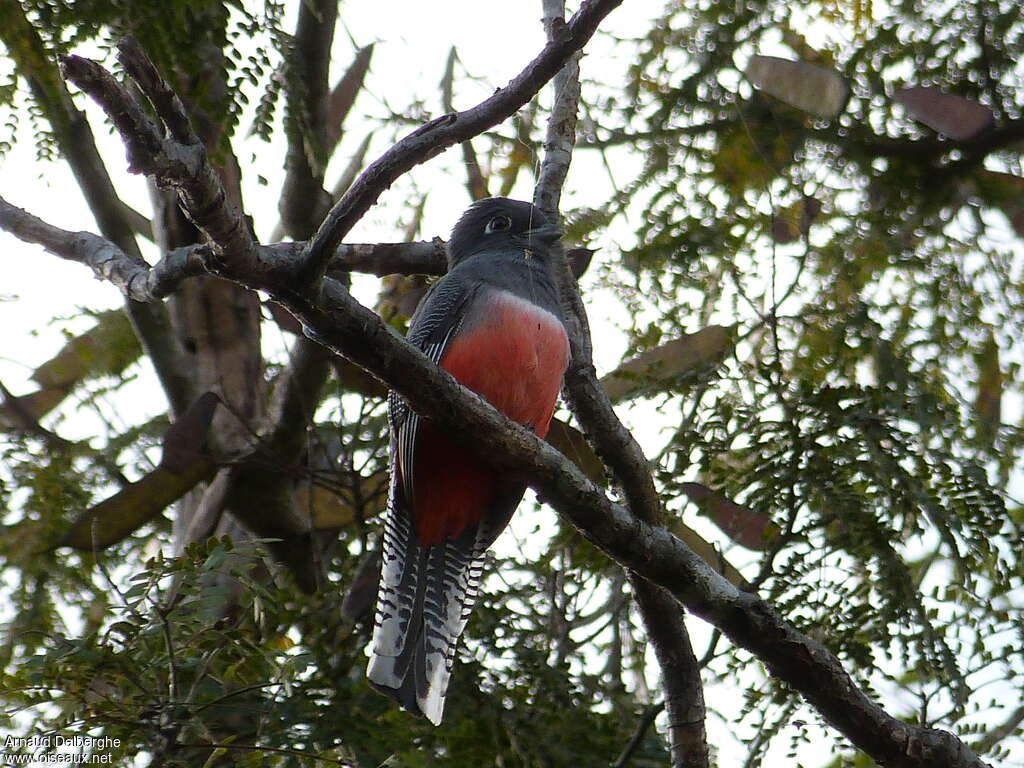 Trogon couroucou femelle adulte, habitat, pigmentation