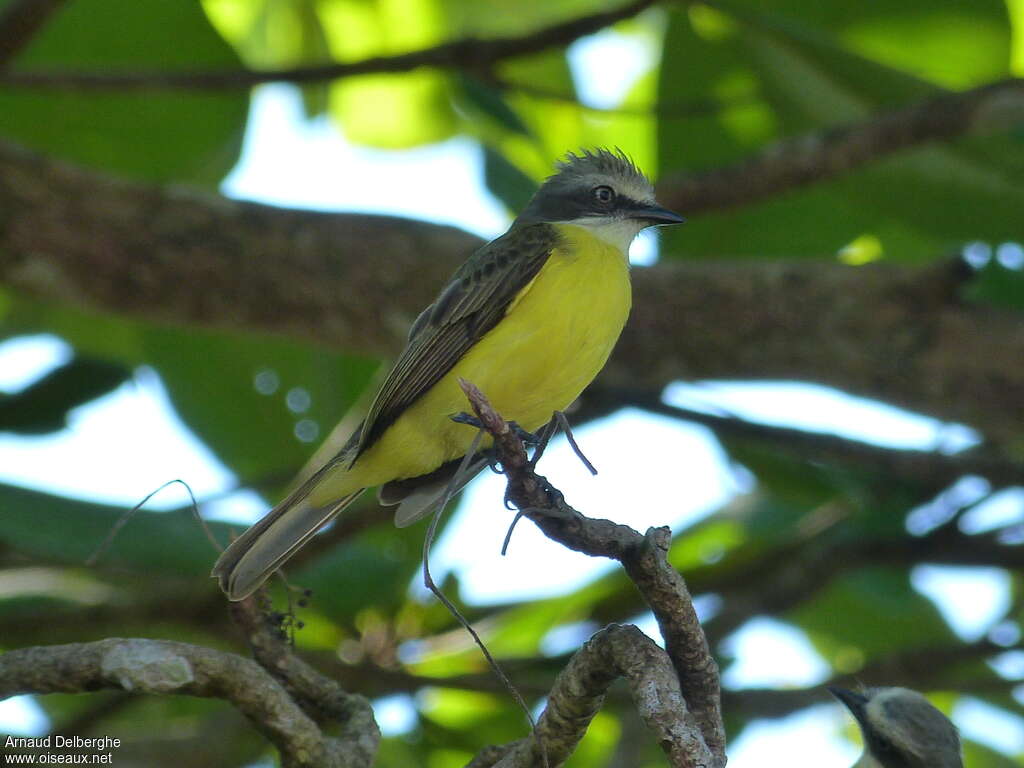 Grey-capped Flycatcheradult