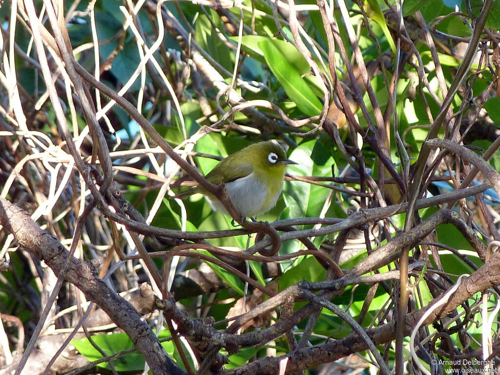 Zostérops à dos vert