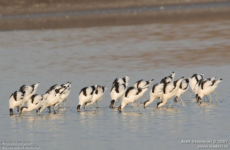 Avocette élégante