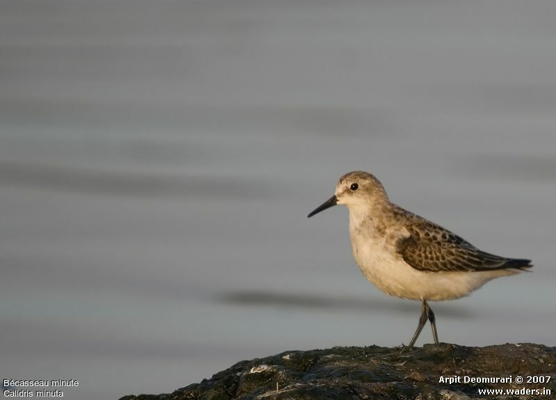 Little Stint