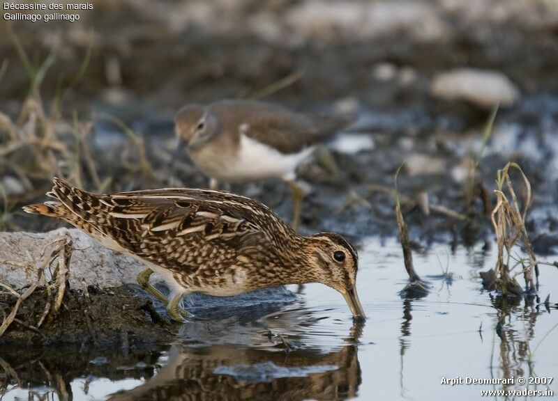 Common Snipe
