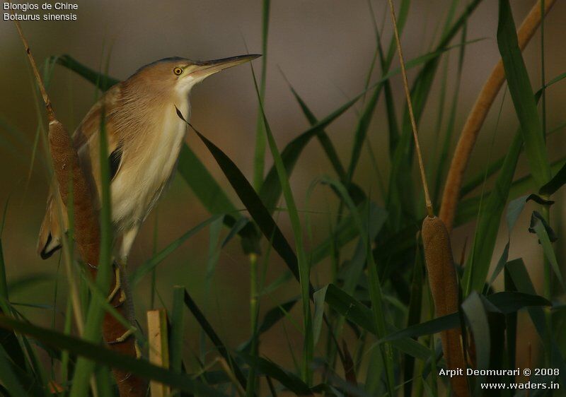 Yellow Bittern