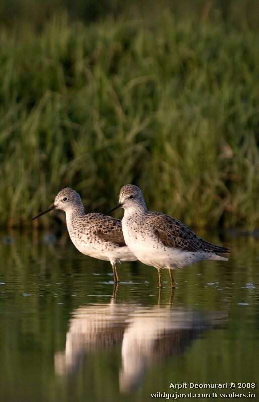 Marsh Sandpiper