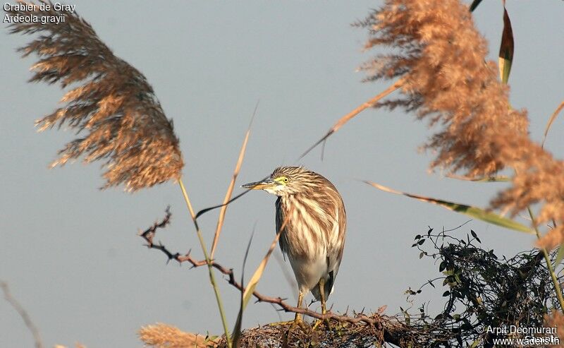 Indian Pond Heron