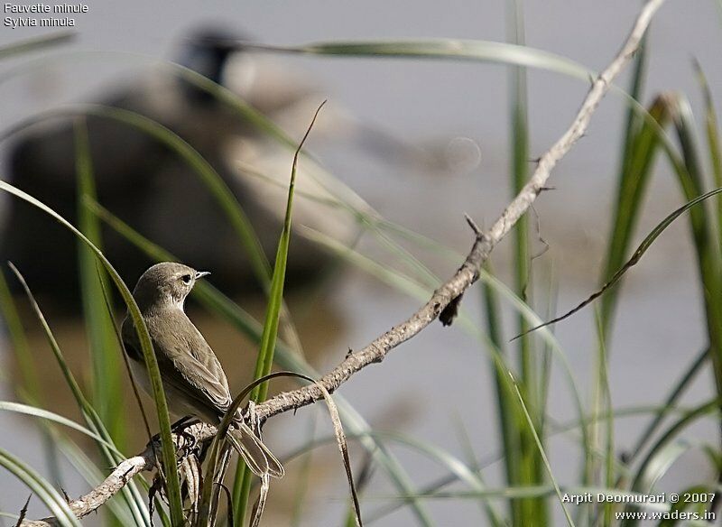 Lesser Whitethroat (minula)