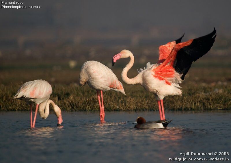 Flamant rose