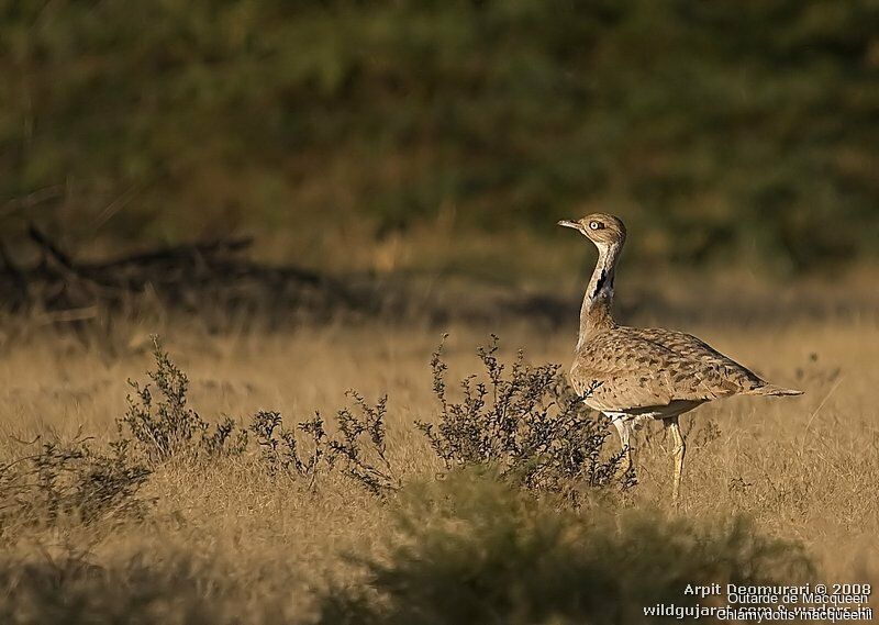Asian Houbara
