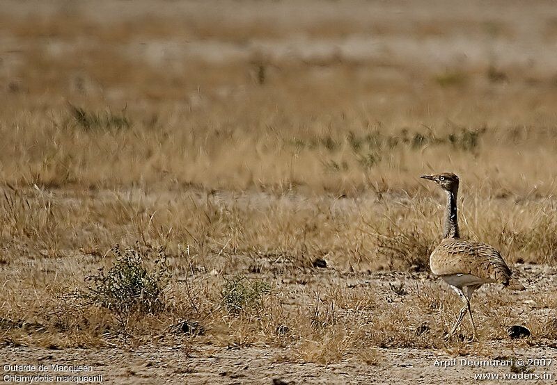 Asian Houbara