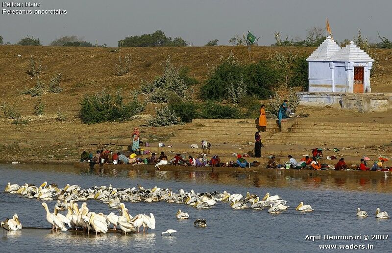 Great White Pelican