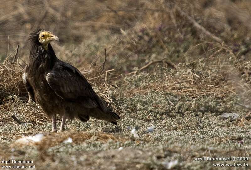 Percnoptère d'Égypte2ème année, identification