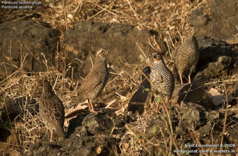 Jungle Bush Quail