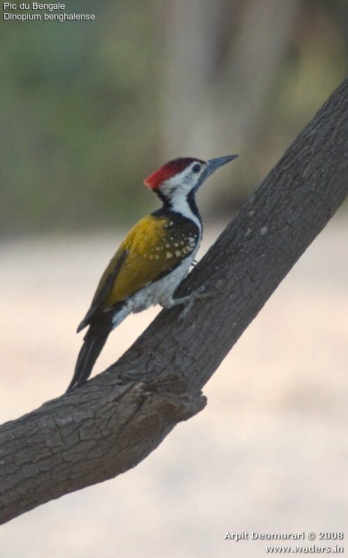 Black-rumped Flameback