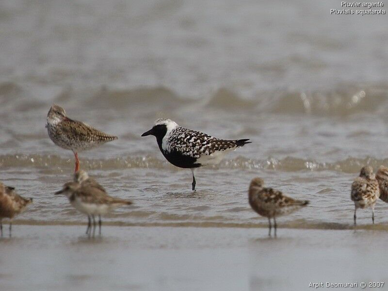 Grey Plover