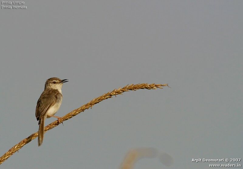 Plain Prinia